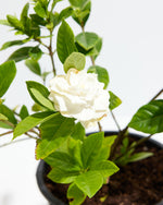 Gardenia Veitchii Featured Image