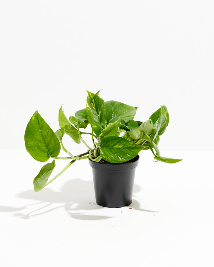Everyone's Favorite Golden Pothos, Lively Root, Plant, , , , 