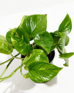 Everyone's Favorite Golden Pothos Plant Featured Image