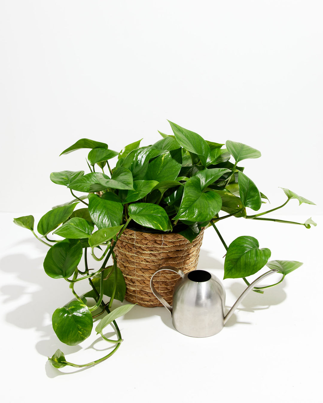 Everyone's Favorite Golden Pothos, Lively Root, Plant, , , , 