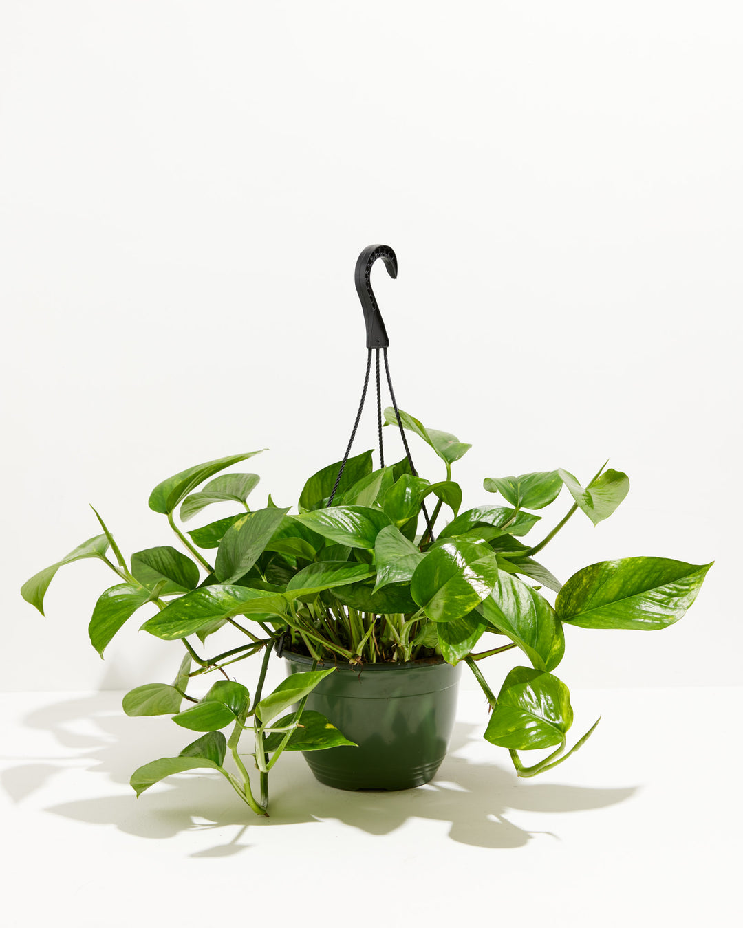 Everyone's Favorite Golden Pothos, Lively Root, Plant, Size, Large, , 