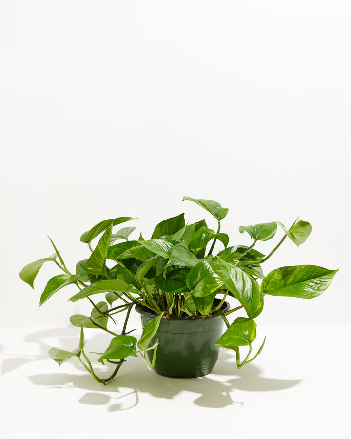 Everyone's Favorite Golden Pothos, Lively Root, Plant, , , , 