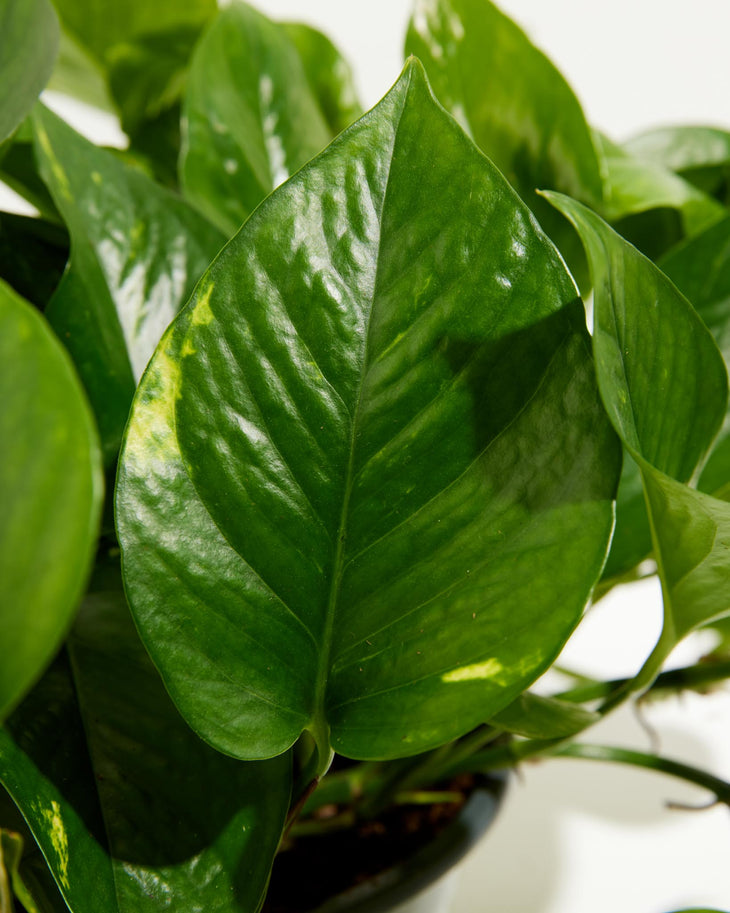 Everyone's Favorite Golden Pothos, Lively Root, Plant, Detail , , , 