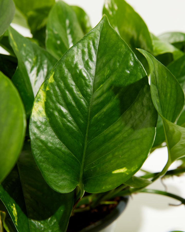 golden pothos pet safe Golden Pothos For Sale | Indoor Plants