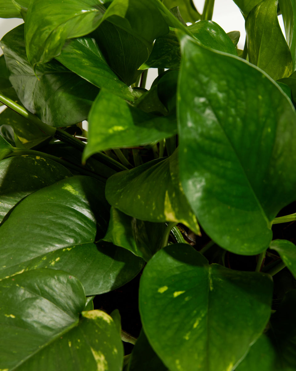 Everyone's Favorite Golden Pothos Featured Image