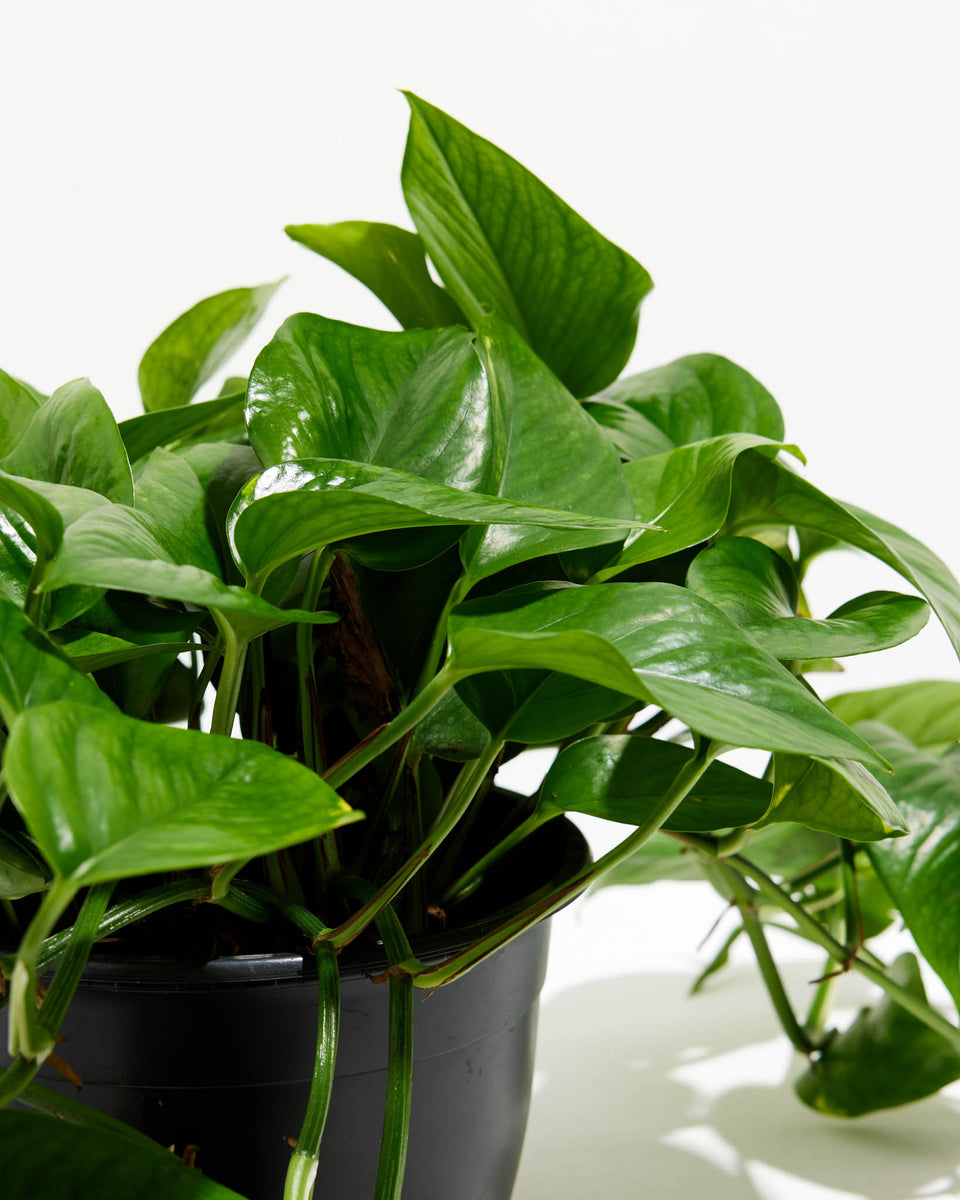 Everyone's Favorite Golden Pothos Plant Featured Image