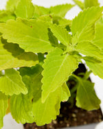 Lime Time Coleus Featured Image