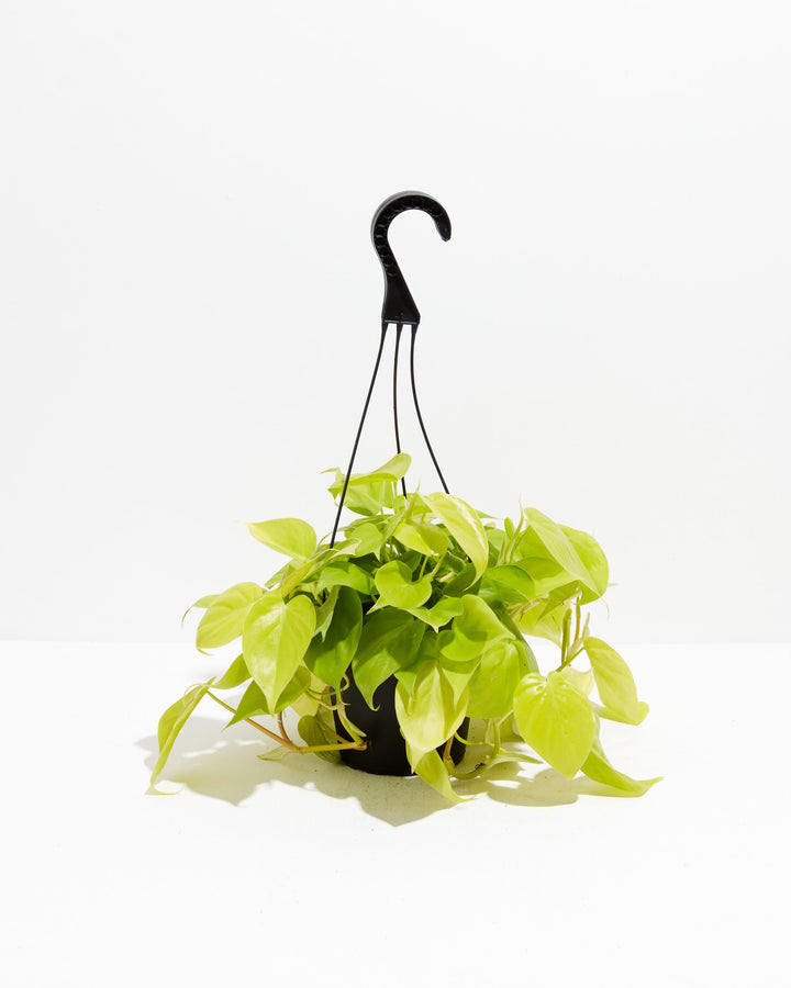 philodendron neon pothos Neon Philodendron