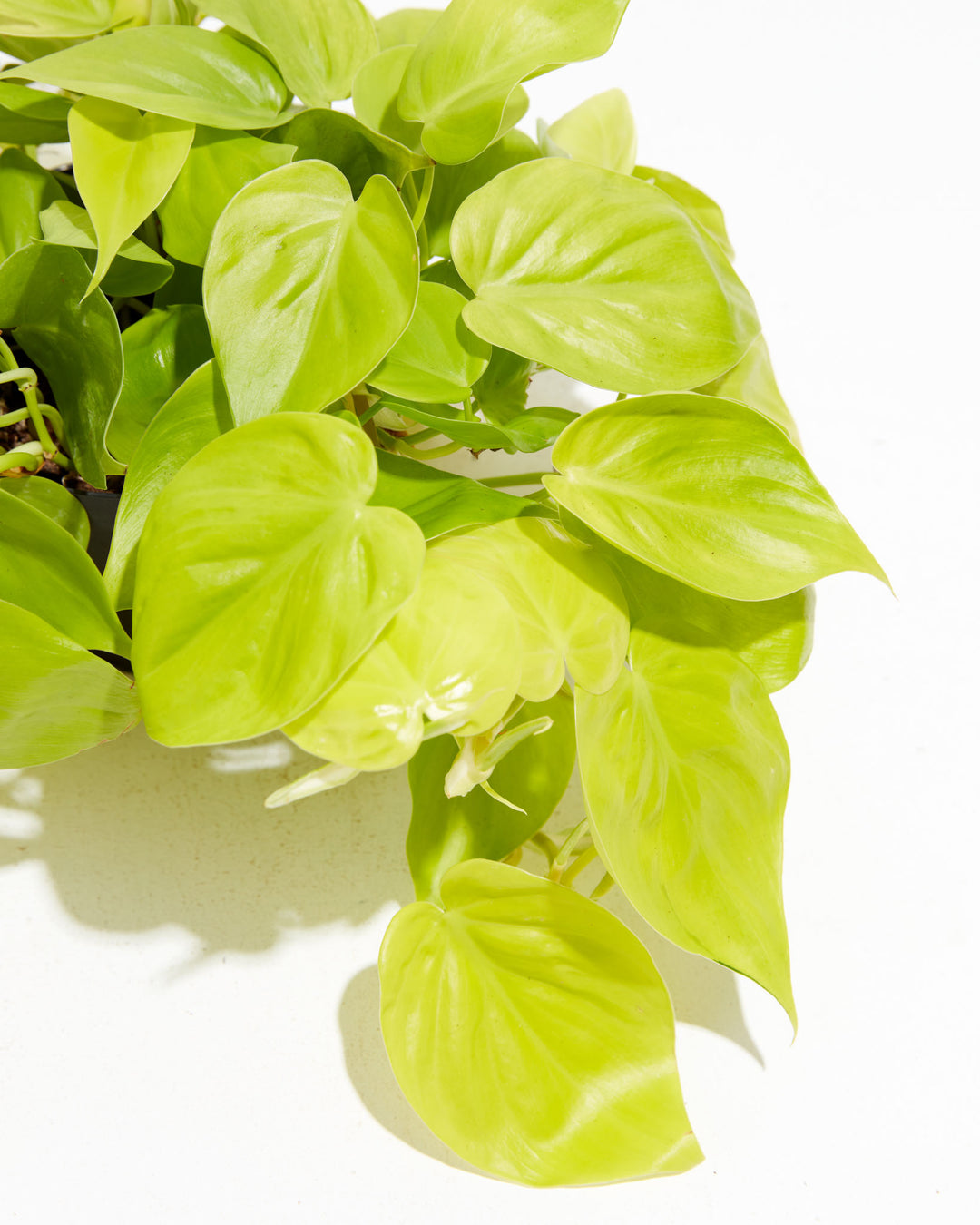 philodendron cordatum neon vs lemon lime Neon Philodendron