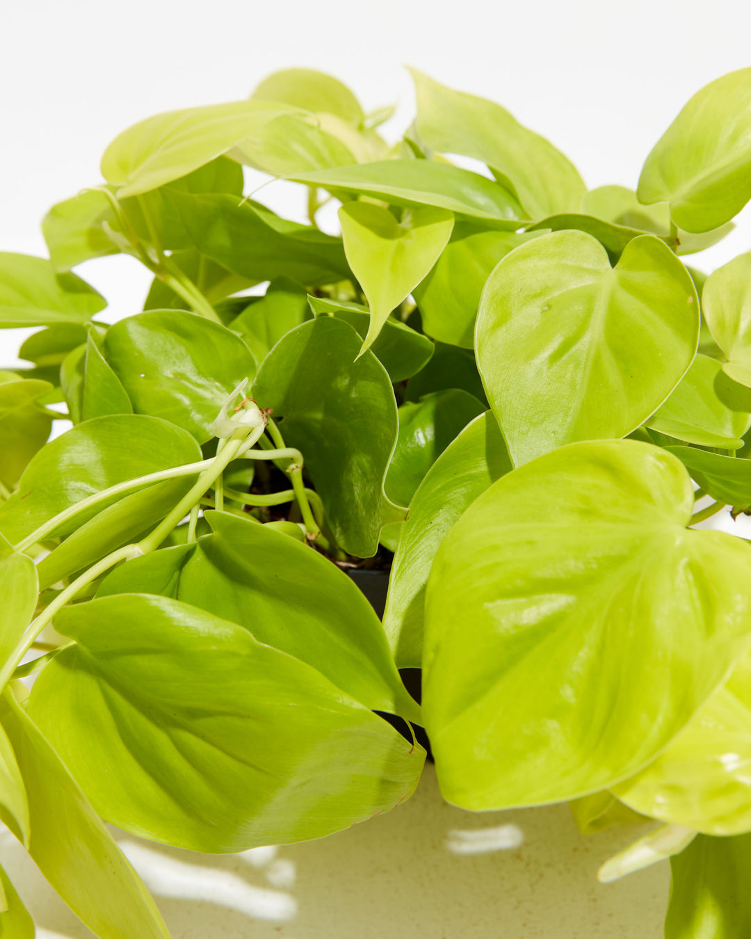 neon philodendron Neon Philodendron