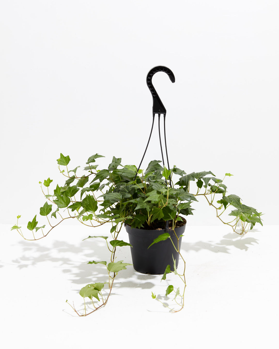 ivy hanging plants English Ivy Deep Green Ripple | Hanging & Climber Plants