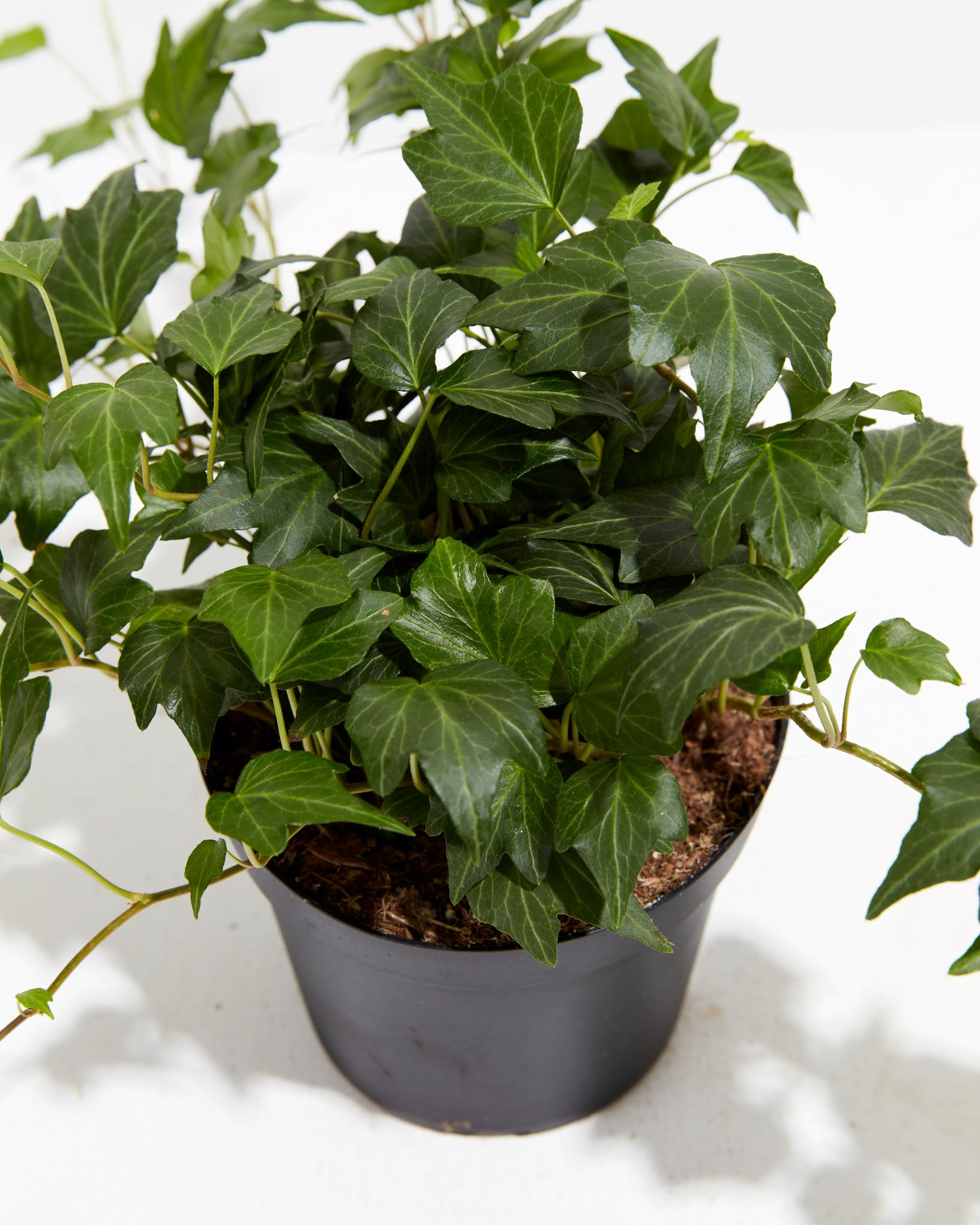 English Ivy Deep Green Ripple | Hanging & Climber Plants | Lively Root