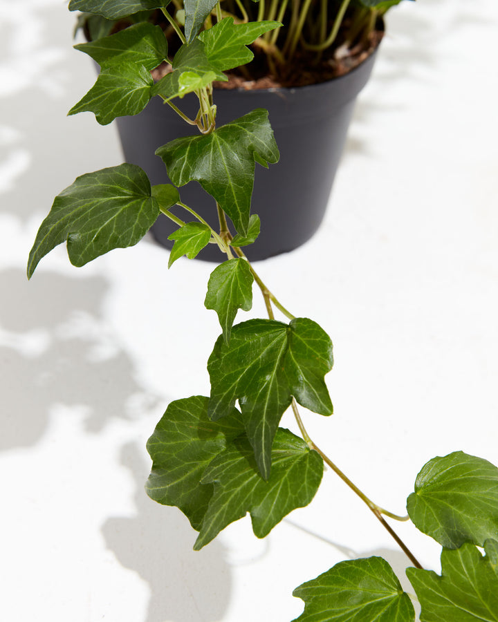 English Ivy Deep Green Ripple, Lively Root, Plant, , , , 