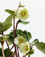 Hellebores Featured Image