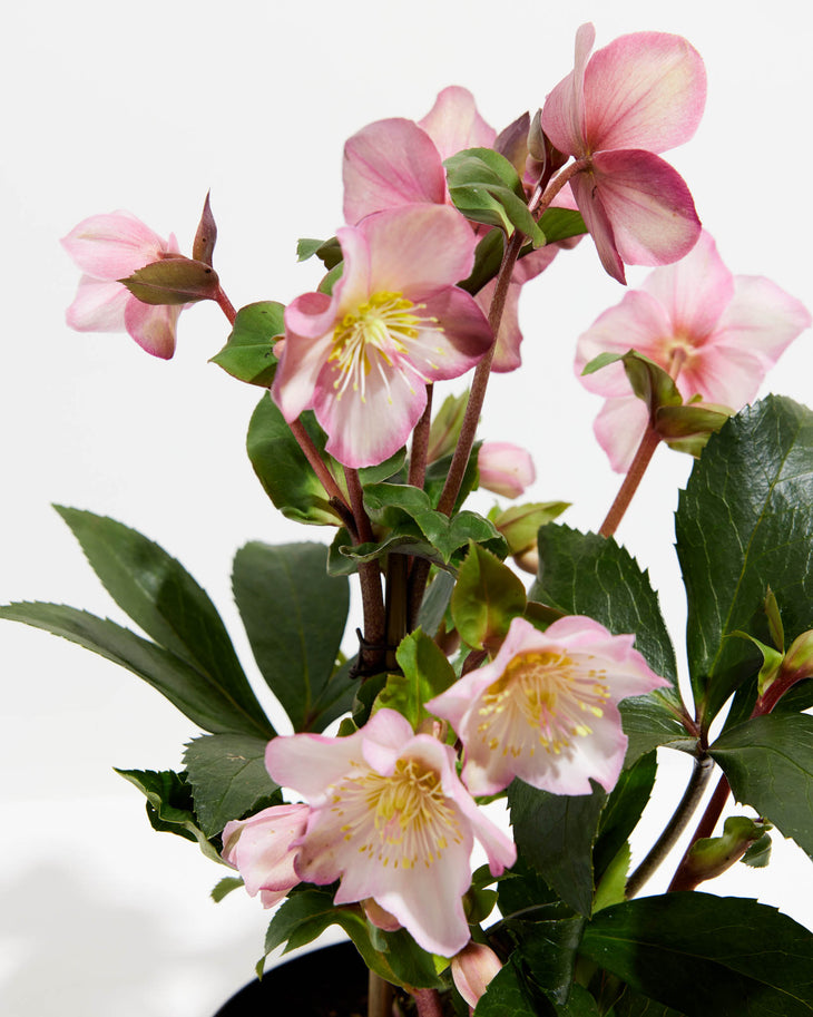 Hellebores, Lively Root, Plant, , , , 