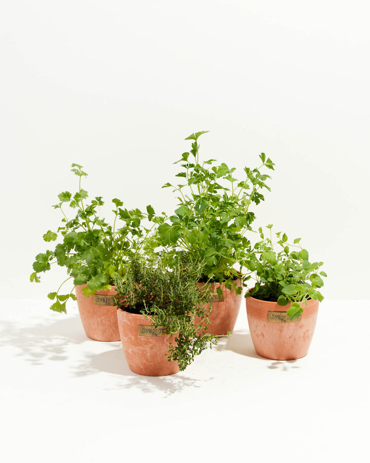 Chef's Lively Herbs 4-Pack
