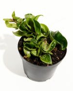 Hoya Carnosa (Hoya Rope Plant) Featured Image