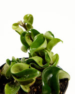 Hoya Rope Plant Featured Image