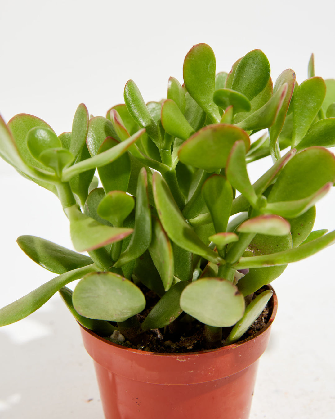 dragon jade plant for sale Jade Plant for Sale Including Care Guide