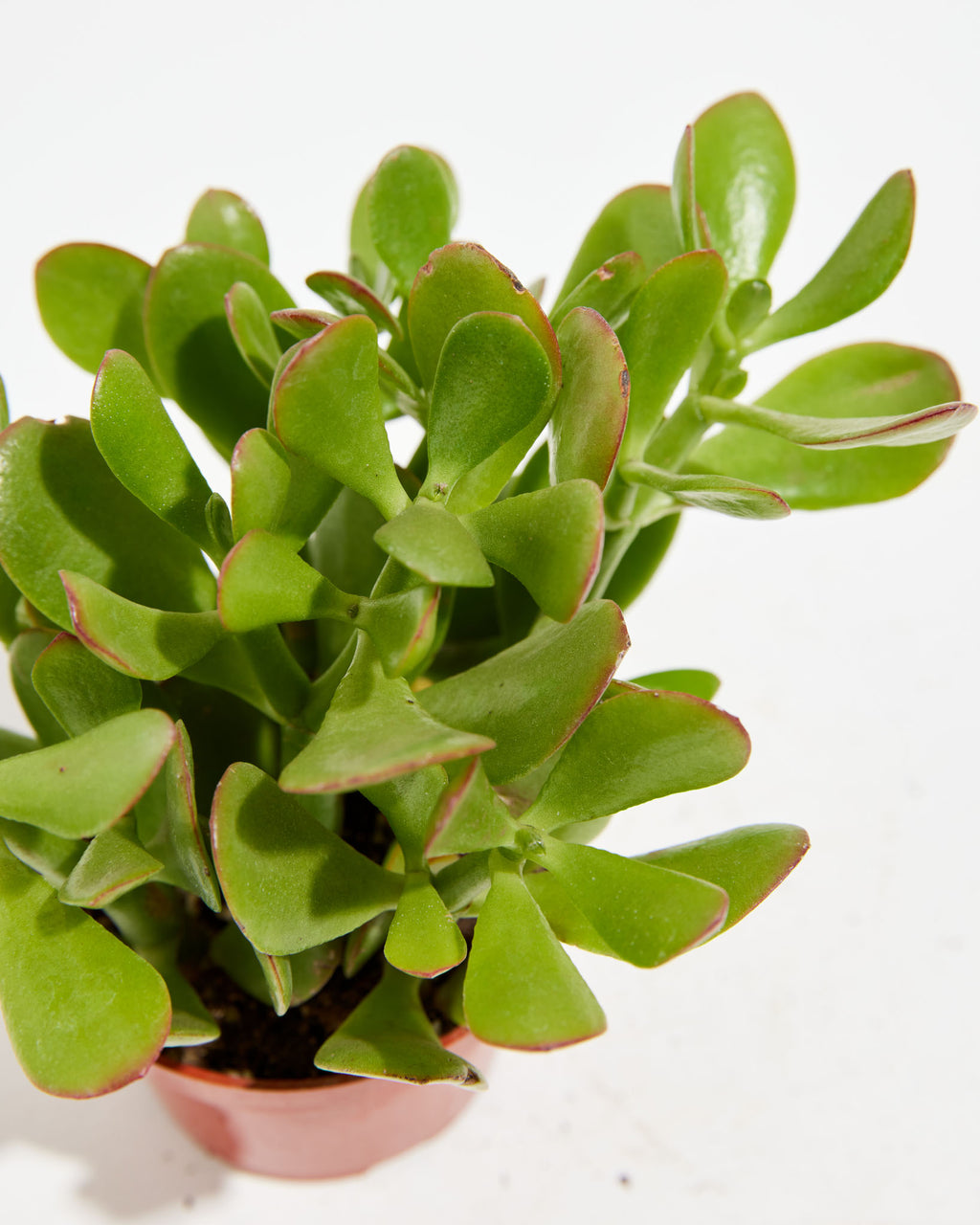 Jade Plant For Sale Including Large Full-Grown & Care Guide
