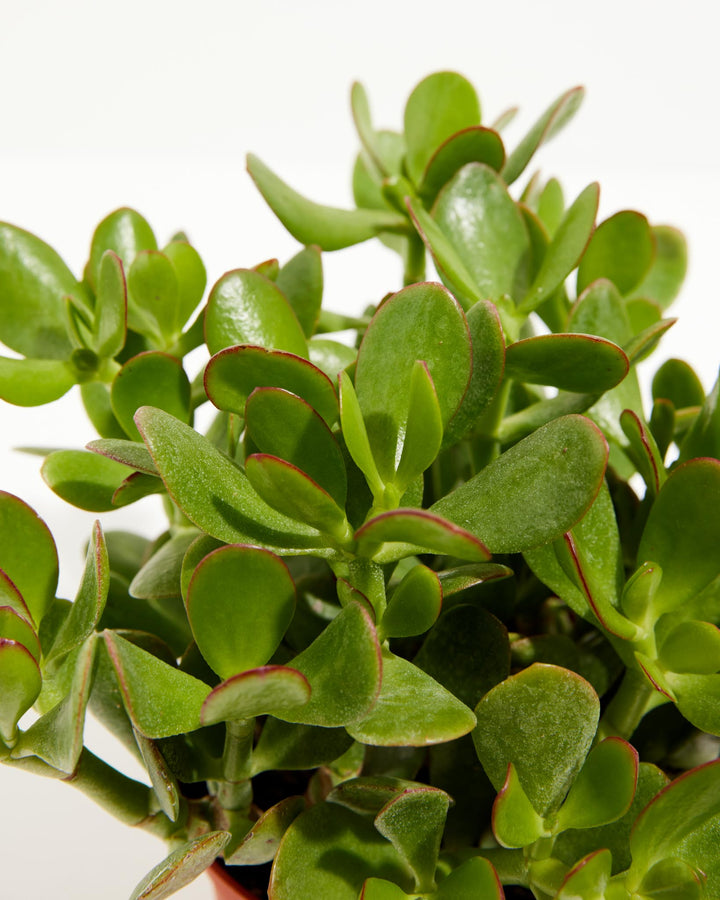 Jade Plant For Sale Including Large Full-Grown Options