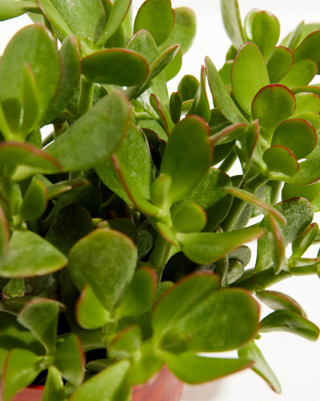 dragon jade plant for sale Jade Plant for Sale Including Care Guide
