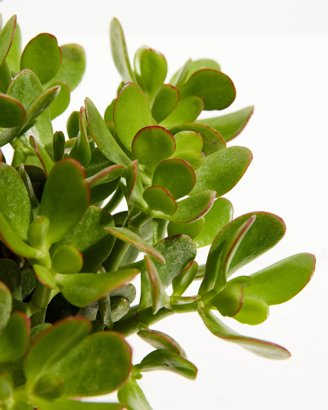 soil type for jade plant Jade Plant for Sale Including Care Guide
