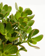Jade Plant Featured Image
