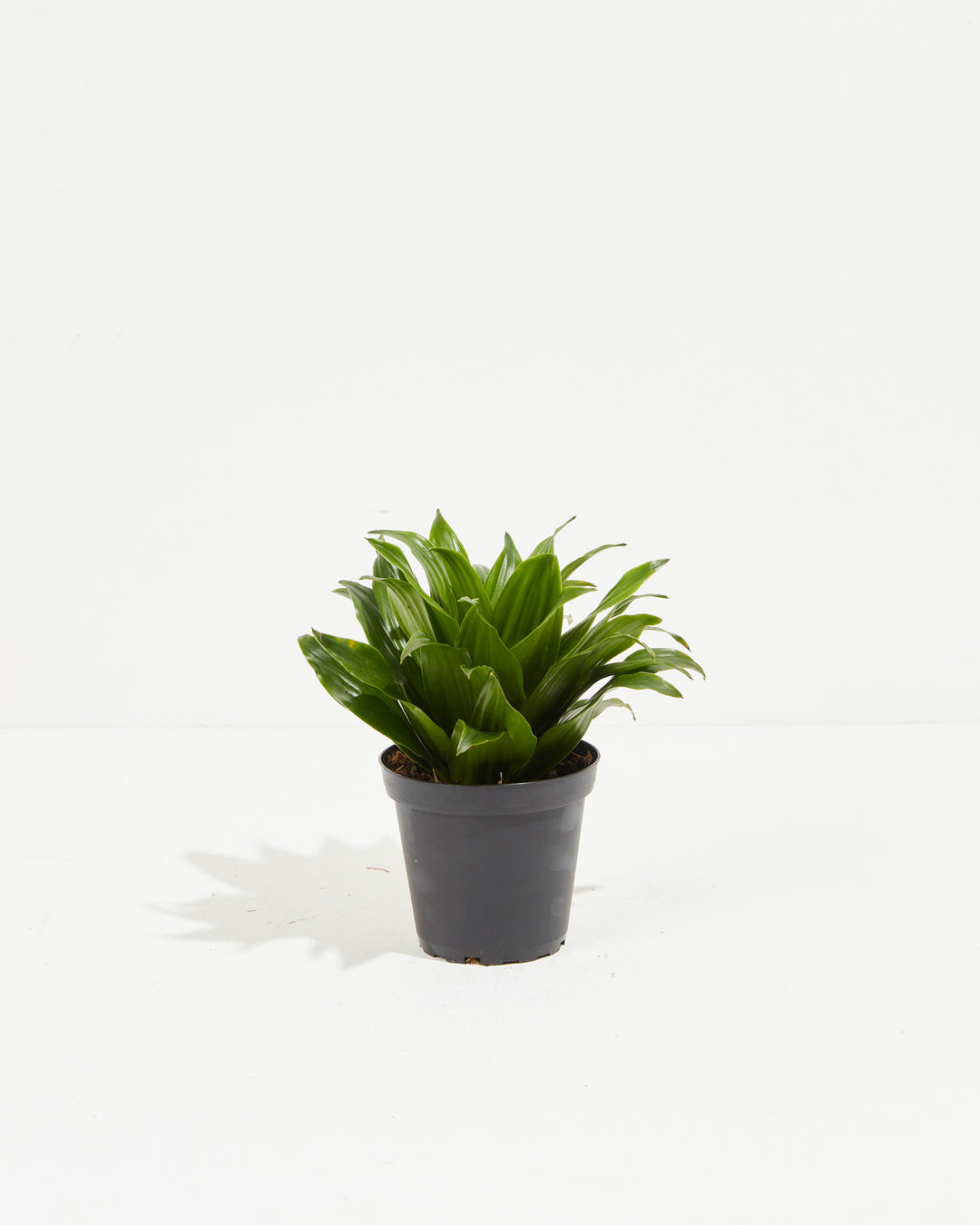 dracaena jcc Dracaena Janet Craig For Sale, Including Free Care Guide