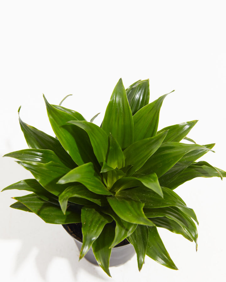 dracaena janet craig light requirements Dracaena Janet Craig For Sale, Including Free Care Guide
