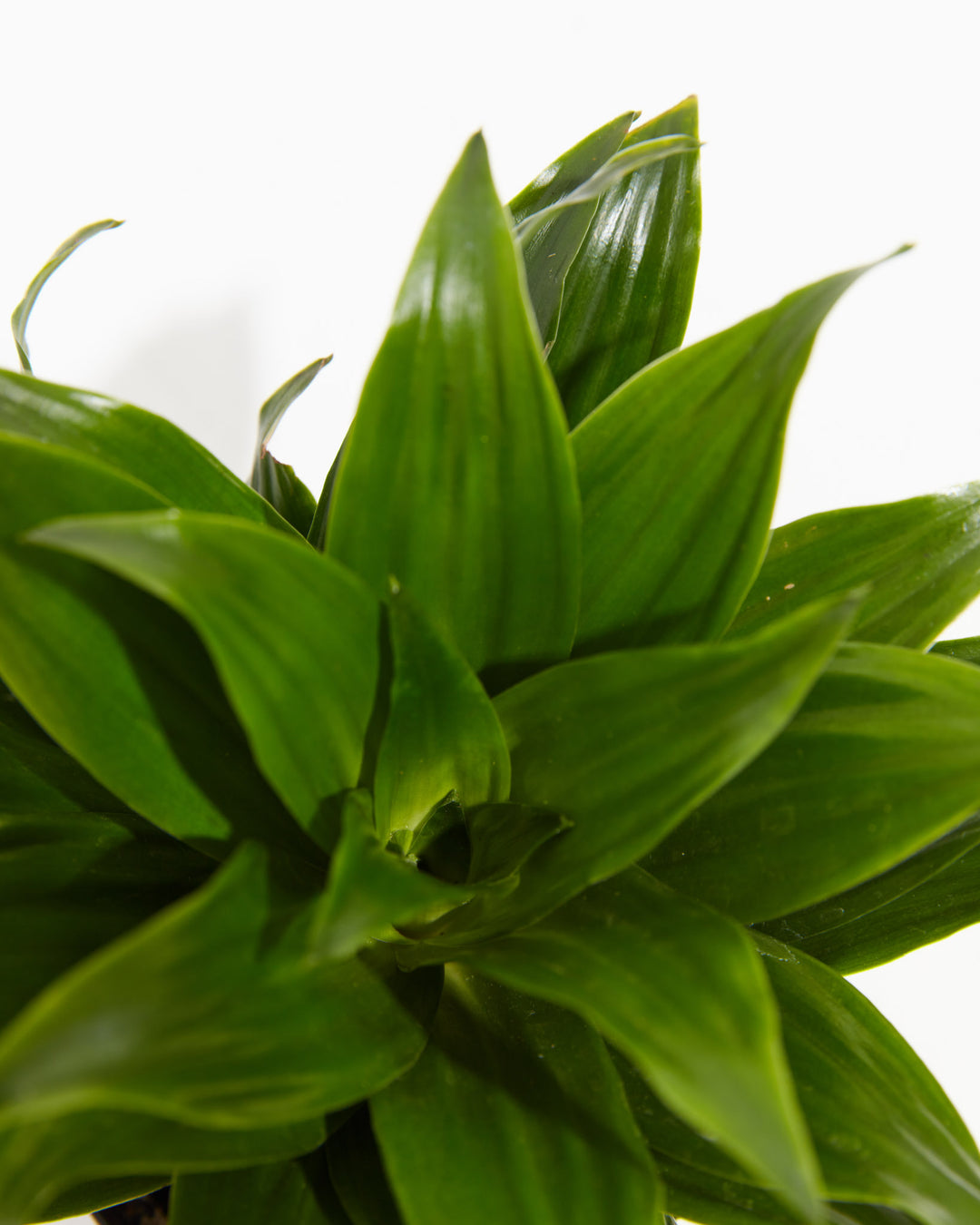 dracaena janet craig bloom Dracaena Janet Craig For Sale, Including Free Care Guide