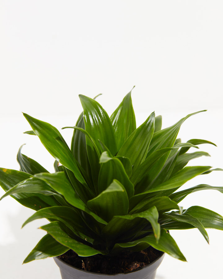 dracaena fragrans 'janet craig' Dracaena Janet Craig For Sale, Including Free Care Guide