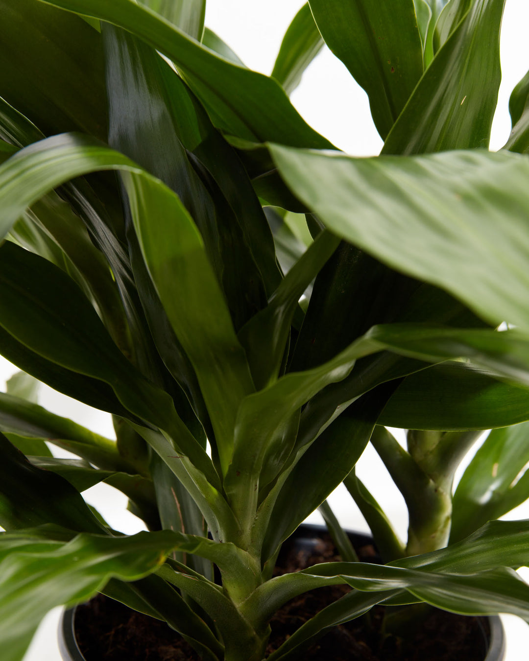 dracaena fragrans janet Dracaena Janet Craig For Sale, Including Free Care Guide