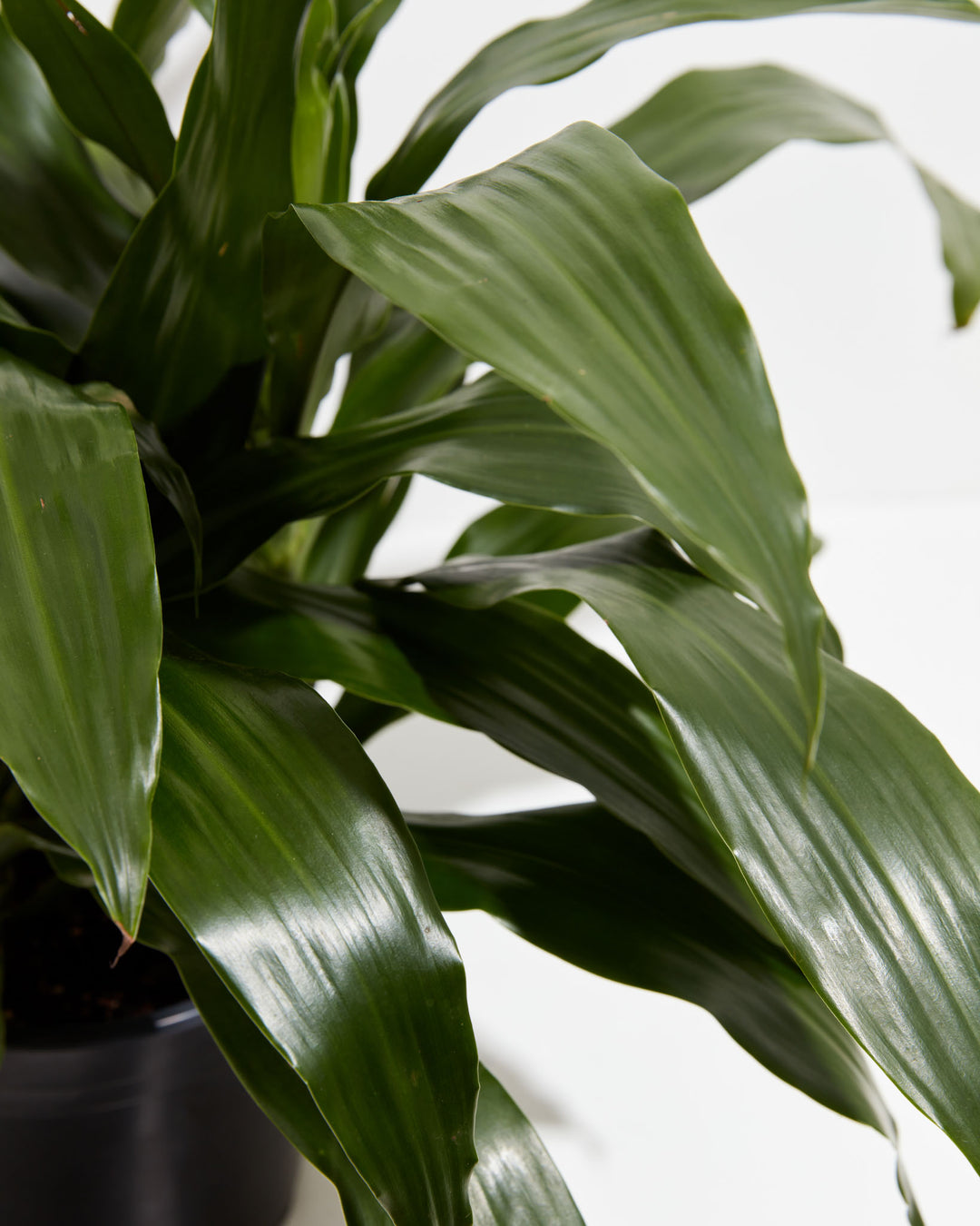 dracaena janet craig height Dracaena Janet Craig For Sale, Including Free Care Guide