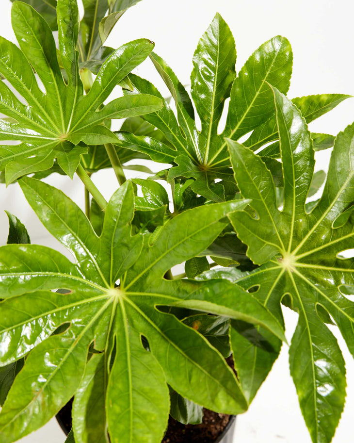 Japanese Aralia 'Fatsia Japonica', Lively Root, Plant, , , , 