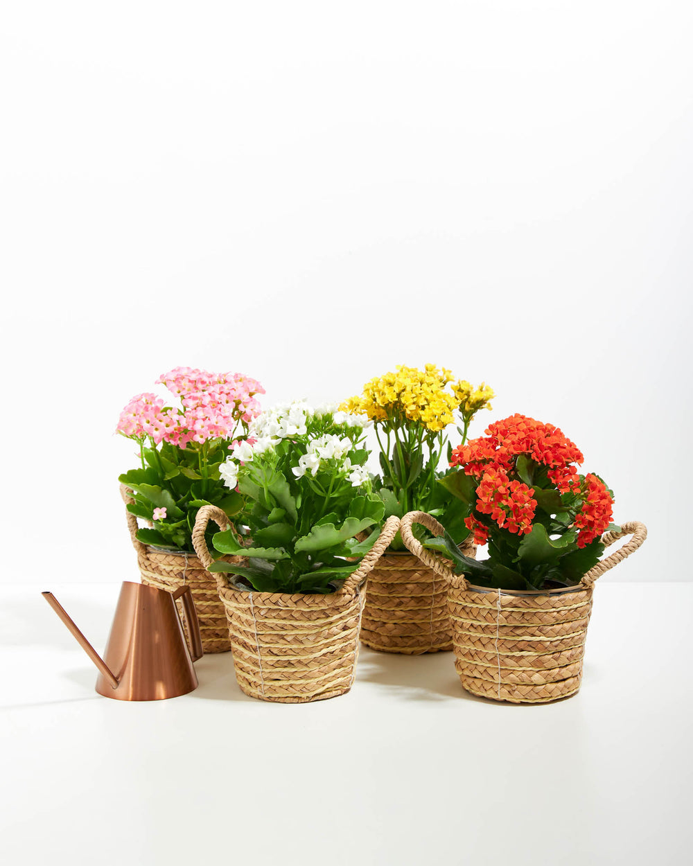 Kalanchoe collection in natural woven seagrass baskets with copper watering can, styled succulent gift set for plant lovers and garden enthusiasts.