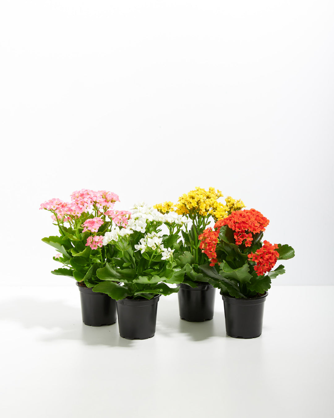 Rainbow Succulent - Kalanchoe Collection