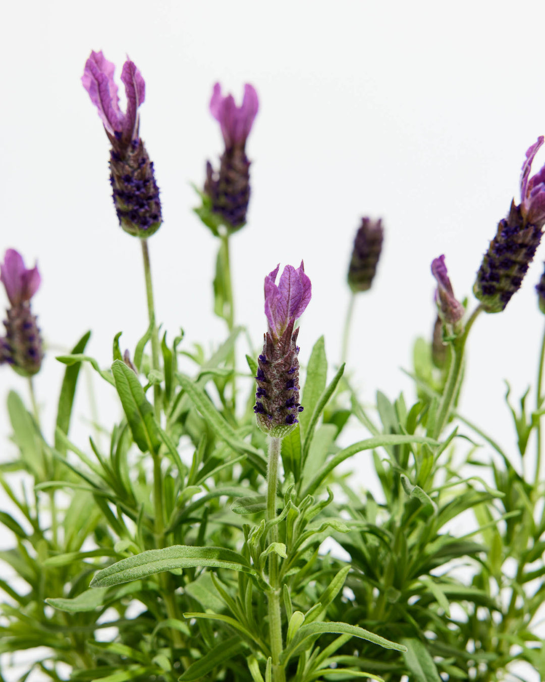 lavender plant for cooking Lavender Primavera | Lovely Plant | Culinary