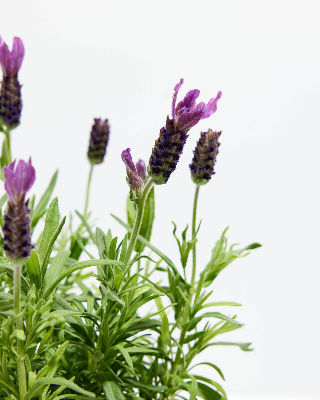 Is Lavender Poisonous to Eat? - Healthy Slow Cooking