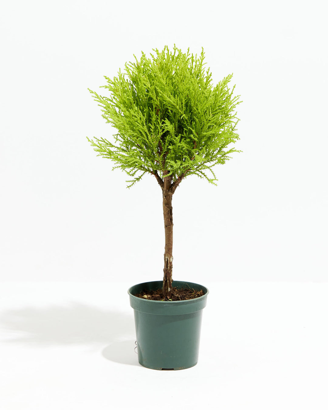 lemon cypress house plant Lemon Cypress Topiary