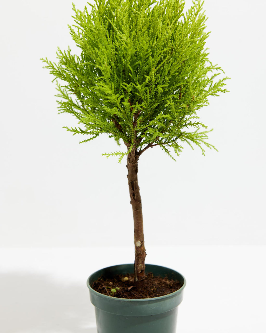 Lemon Cypress Topiary Mediterranean Beauty Table Top Plant