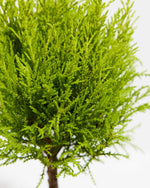 Lemon Cypress Topiary Featured Image