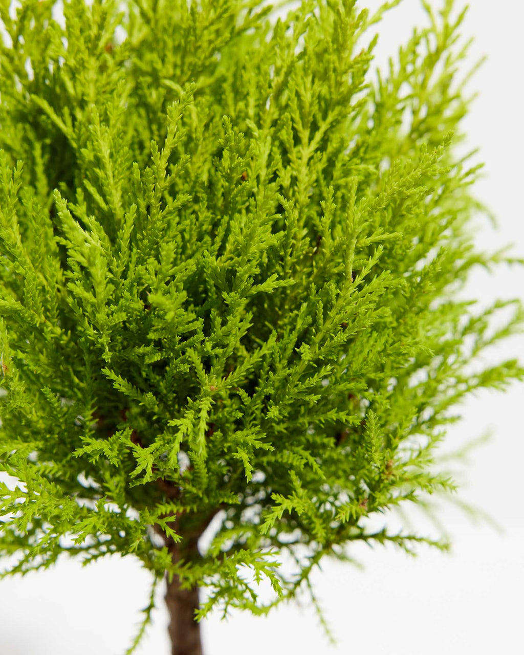 Lemon Cypress Topiary Mediterranean Beauty Table Top Plant