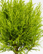 Lemon Cypress Topiary Featured Image
