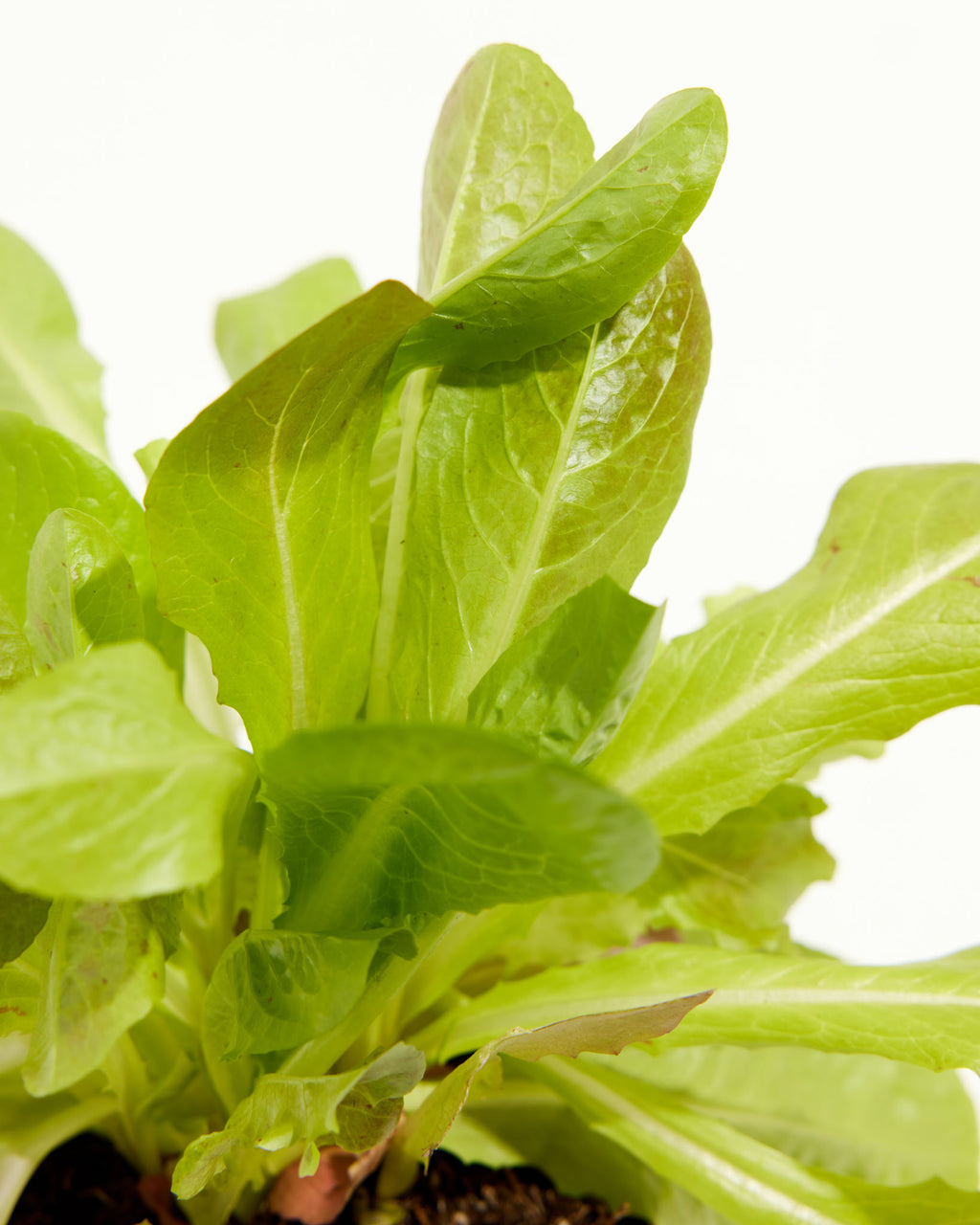 Lettuce City Garden Mix Edible Garden Plant Lively Root