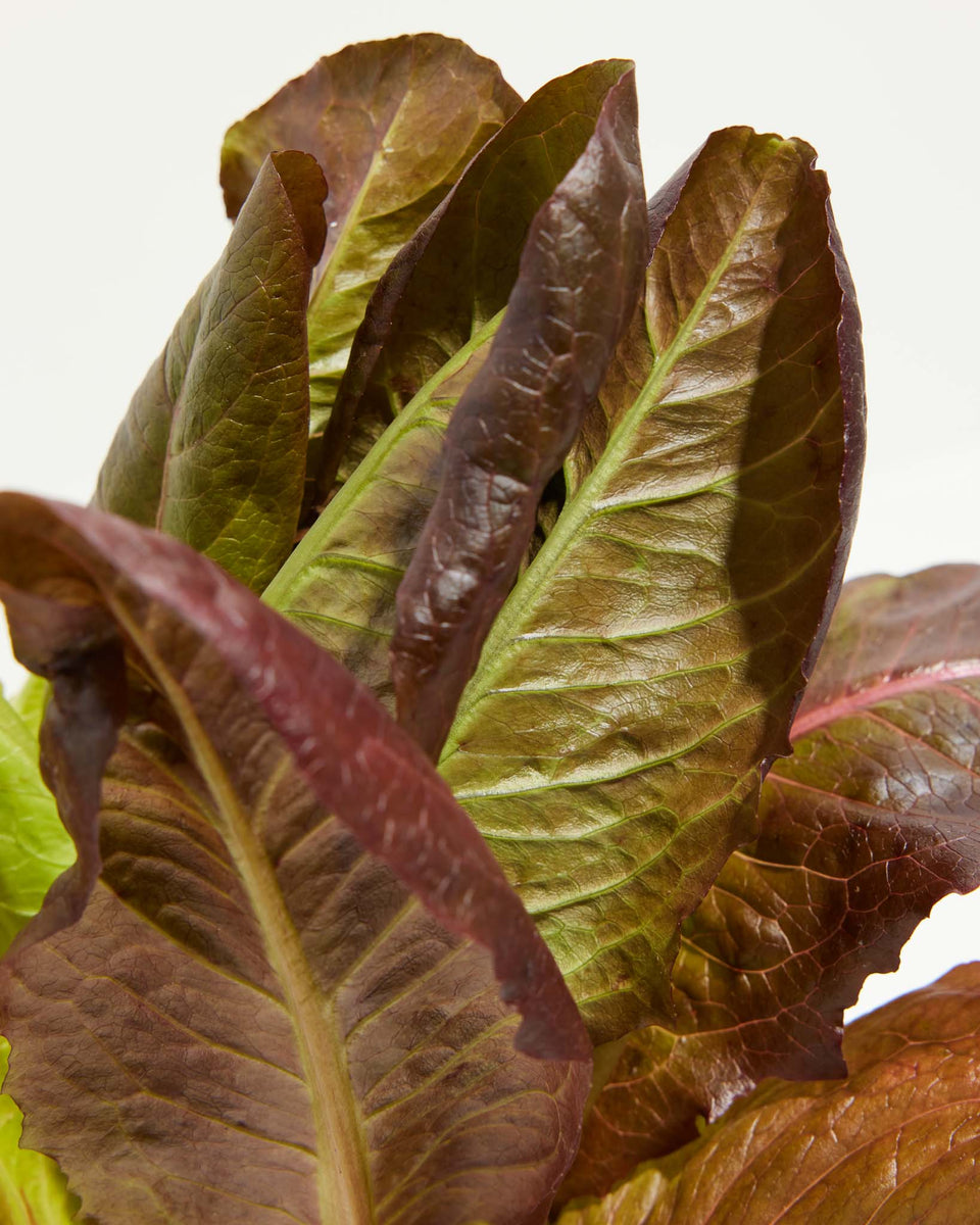 Lettuce Red Romaine Featured Image