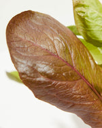 Lettuce Red Romaine Featured Image