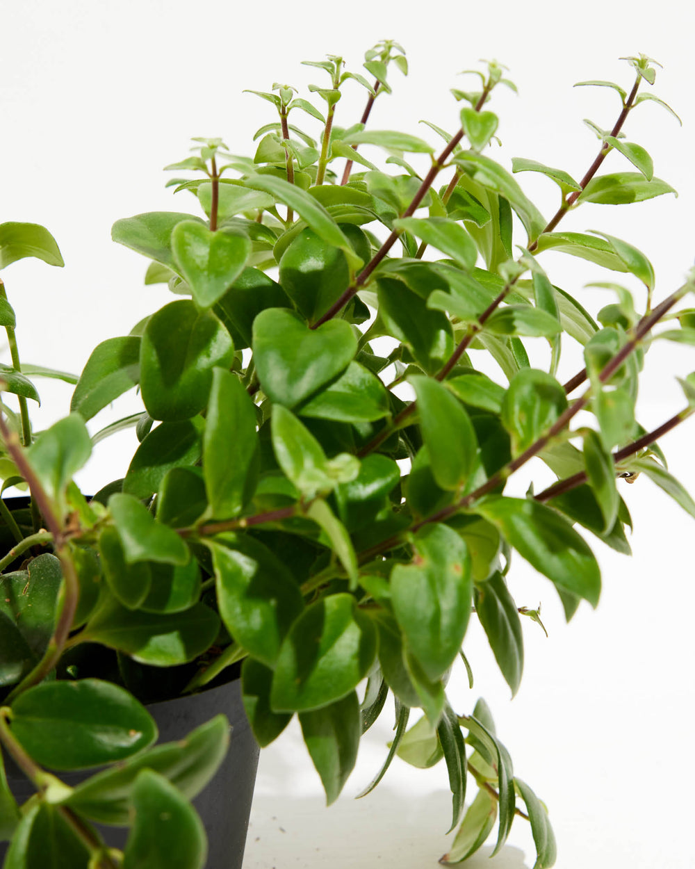 is a lipstick plant a succulent Lipstick Plant | Aeschynanthus spp