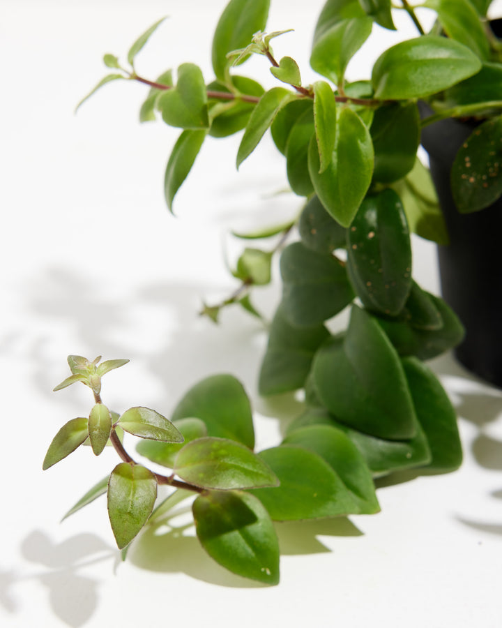 is a lipstick plant a succulent Lipstick Plant | Aeschynanthus spp