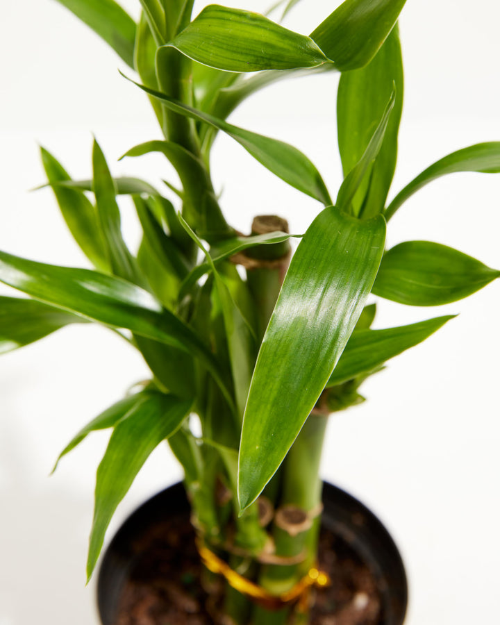 lucky bamboo green green Lucky Bamboo | Dracaena Sanderiana